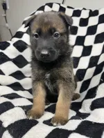 Indra Jr., a male Belgian Malinois and German Shepherd Dog for sale in Votaw, TX – 2 of 10