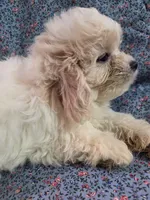 Peaches f1 shihpoo ckc apricot and white, a female Shihpoo for sale in Votaw, TX – 4 of 5