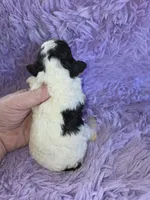 processed/ebf5442d-1d51-47d6-b3b5-c3fc4f453a58/listing/4a56fc15-3d92-4df0-ac10-5ceaf572dd8b/b13357cc-4142-41f9-aa92-2f056dc1440a