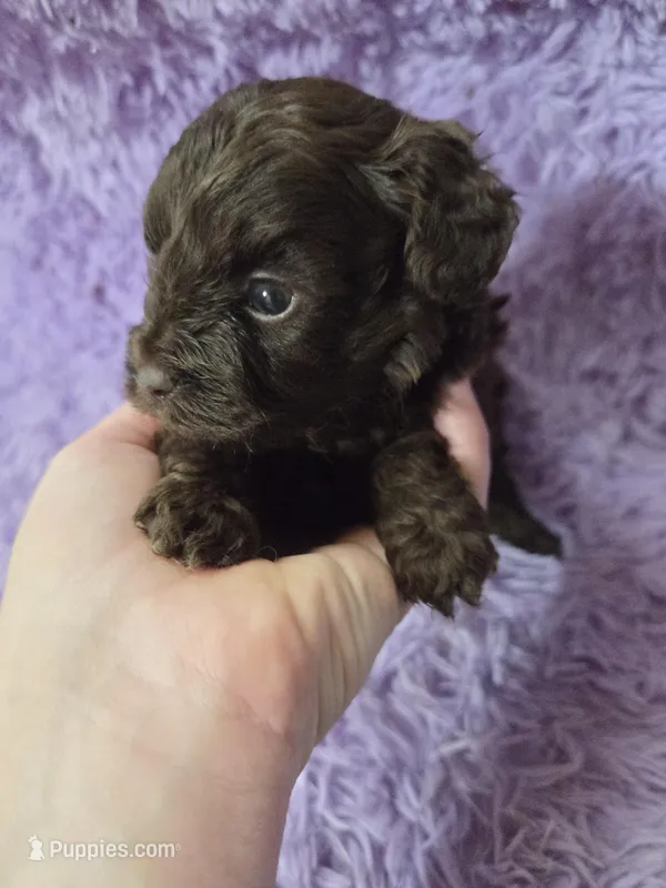F1b brown shihpoo ckc boy 2