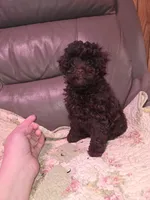 F1b brown shihpoo ckc boy, a male Shihpoo and Poodle - Toy  for sale in Votaw, TX – Photo 3 of 3