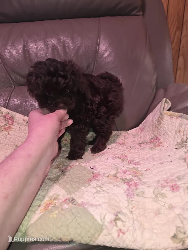 F1b brown shihpoo ckc boy – Shihpoo, Poodle - Toy  puppy for sale in Votaw, TX