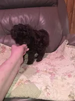 F1b brown shihpoo ckc boy, a male Shihpoo and Poodle - Toy  for sale in Votaw, TX – Photo 1 of 3