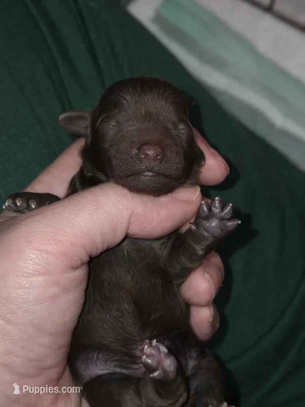 F1b brown shihpoo ckc boy 2