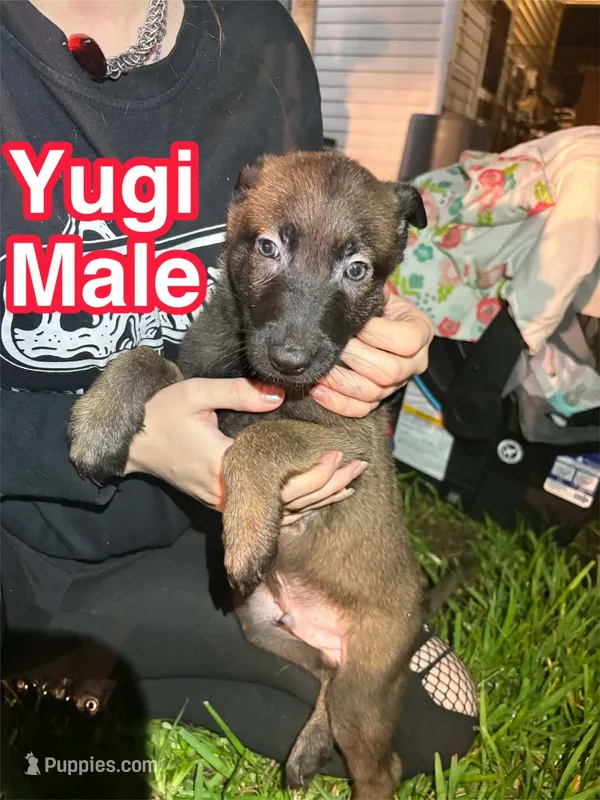 Yugi – Belgian Malinois, German Shepherd Dog puppy for sale in Votaw, TX