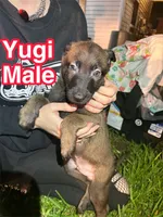 Yugi, a male Belgian Malinois and German Shepherd Dog for sale in Votaw, TX – 1 of 4