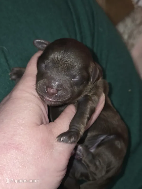 F1b brown shihpoo ckc boy