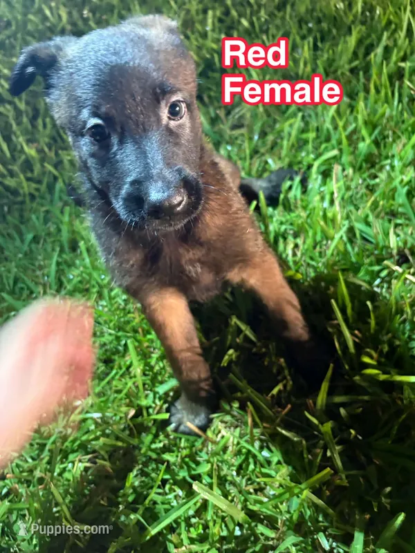 Red Female – Belgian Malinois, German Shepherd Dog puppy for sale in Votaw, TX