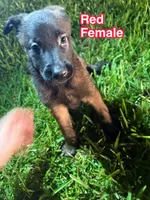 Red Female, a female Belgian Malinois and German Shepherd Dog for sale in Votaw, TX – 1 of 2