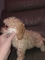 Cream male akc limited toy poodle, a male Poodle - Toy  for sale in Votaw, TX – 3 of 7