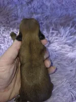 Imperial boy shihtzu akc, a male Shih Tzu for sale in Votaw, TX – Photo 7 of 10