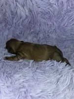 Imperial boy shihtzu akc, a male Shih Tzu for sale in Votaw, TX – Photo 6 of 10