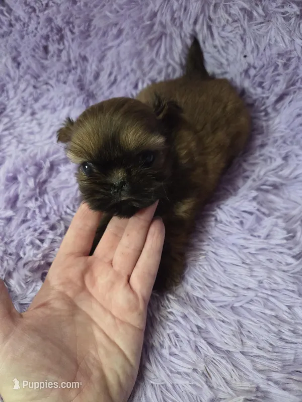 Imperial boy shihtzu akc