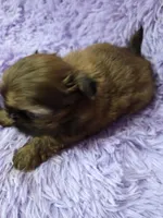 Imperial boy shihtzu akc, a male Shih Tzu for sale in Votaw, TX – Photo 9 of 10