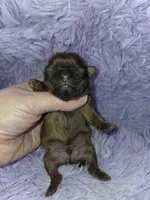 Imperial boy shihtzu akc, a male Shih Tzu for sale in Votaw, TX – Photo 5 of 10