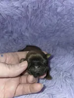 Imperial boy shihtzu akc, a male Shih Tzu for sale in Votaw, TX – Photo 3 of 10