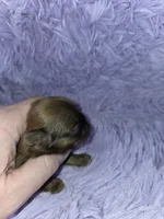 Imperial boy shihtzu akc, a male Shih Tzu for sale in Votaw, TX – Photo 4 of 10