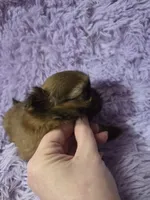 Imperial boy shihtzu akc, a male Shih Tzu for sale in Votaw, TX – Photo 8 of 10