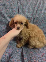 Beatrice tiny toy poodle akc female, a female Poodle - Toy  for sale in Votaw, TX – 2 of 4