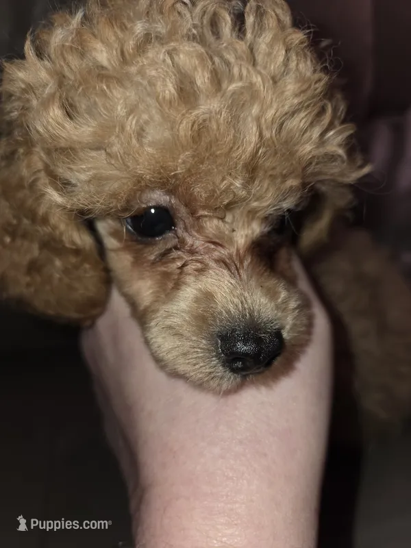 Blue collar boy dark apricot akc toy poodle – Poodle - Toy  puppy for sale in Votaw, TX