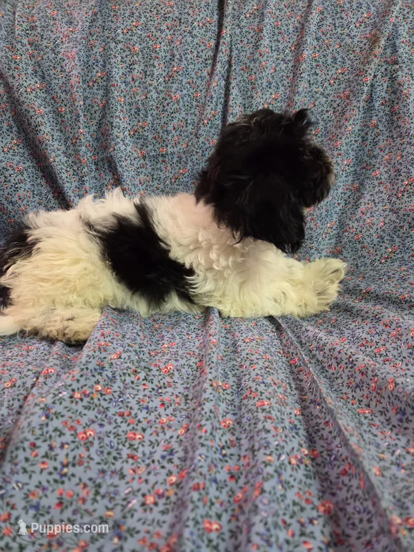 Petunia f1 shihpoo ckc black and white female – Shihpoo puppy for sale in Votaw, TX