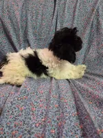 Petunia f1 shihpoo ckc black and white female, a female Shihpoo for sale in Votaw, TX – 1 of 4