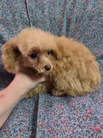 Beatrice tiny toy poodle akc female, a female Poodle - Toy  for sale in Votaw, TX – 3 of 4