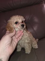 Cream male akc limited toy poodle, a male Poodle - Toy  for sale in Votaw, TX – 2 of 7