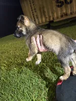 Charlie B. Barkin, a male Belgian Malinois and German Shepherd Dog for sale in Votaw, TX – 7 of 7