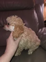 Cream male akc limited toy poodle, a male Poodle - Toy  for sale in Votaw, TX – 4 of 7