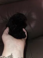 Grace, a female Shihpoo and Poodle - Toy  for sale in Votaw, TX – 4 of 4