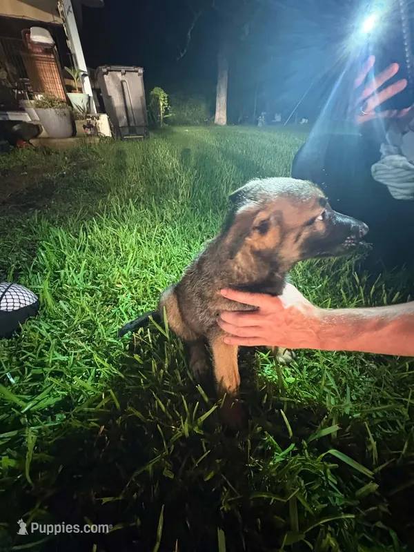 Indra Jr  – Belgian Malinois, German Shepherd Dog puppy for sale in Votaw, TX