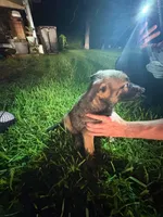 Indra Jr , a male Belgian Malinois and German Shepherd Dog for sale in Votaw, TX – 1 of 4