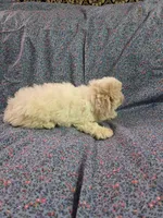 Peaches f1 shihpoo ckc apricot and white, a female Shihpoo for sale in Votaw, TX – 3 of 5