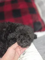 Black male toy poodle akc, a male Poodle - Toy  for sale in Votaw, TX – 2 of 7