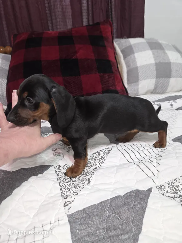 Black and tan mini male dachshund  – Miniature Dachshund puppy for sale in Votaw, TX