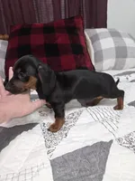 Black and tan mini male dachshund , a male Miniature Dachshund for sale in Votaw, TX – 1 of 5