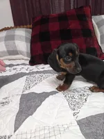Black and tan mini male dachshund , a male Miniature Dachshund for sale in Votaw, TX – 5 of 5