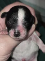 processed/ebf5442d-1d51-47d6-b3b5-c3fc4f453a58/listing/849488ab-098c-40a9-b593-b9c076e9f2b6/4de64574-8d68-4cc8-9075-6e6faf688773