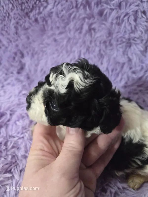 F1b shihpoo parti boy ckc