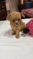 Tiny toy poodle akc female red, a female Poodle - Toy  for sale in Votaw, TX – Photo 2 of 4