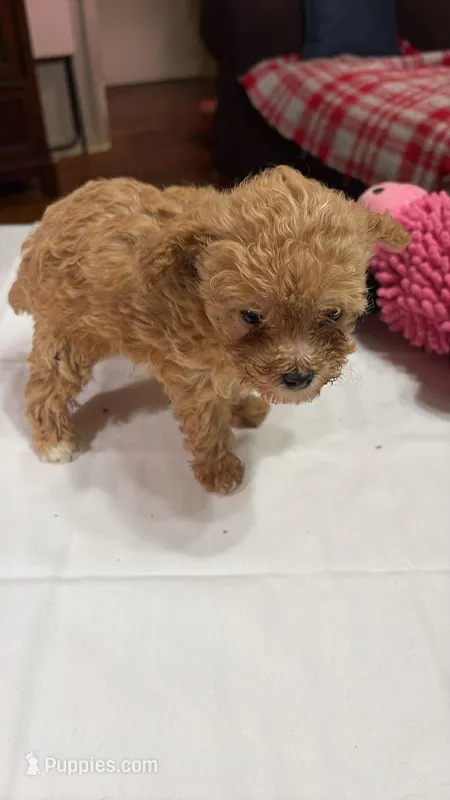 Tiny toy poodle akc female red – Poodle - Toy  puppy for sale in Votaw, TX