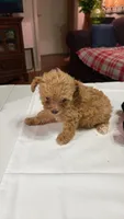 Tiny toy poodle akc female red, a female Poodle - Toy  for sale in Votaw, TX – Photo 4 of 4