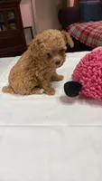 Tiny toy poodle akc female red, a female Poodle - Toy  for sale in Votaw, TX – Photo 3 of 4