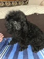 Jett, a male Poodle - Toy  for sale in Votaw, TX – 3 of 3