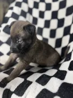 Yugi, a male Belgian Malinois and German Shepherd Dog for sale in Votaw, TX – 4 of 9
