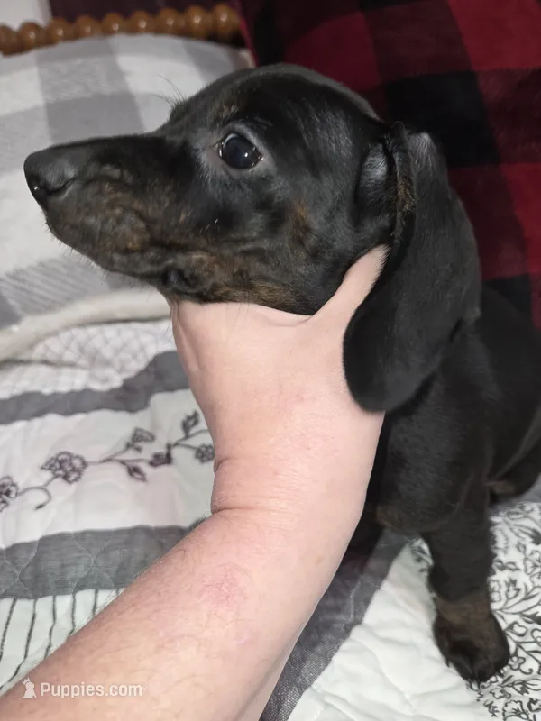 Brindle black and red female mini doxie – Miniature Dachshund puppy for sale in Votaw, TX