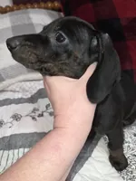 Brindle black and red female mini doxie, a female Miniature Dachshund for sale in Votaw, TX – 1 of 2