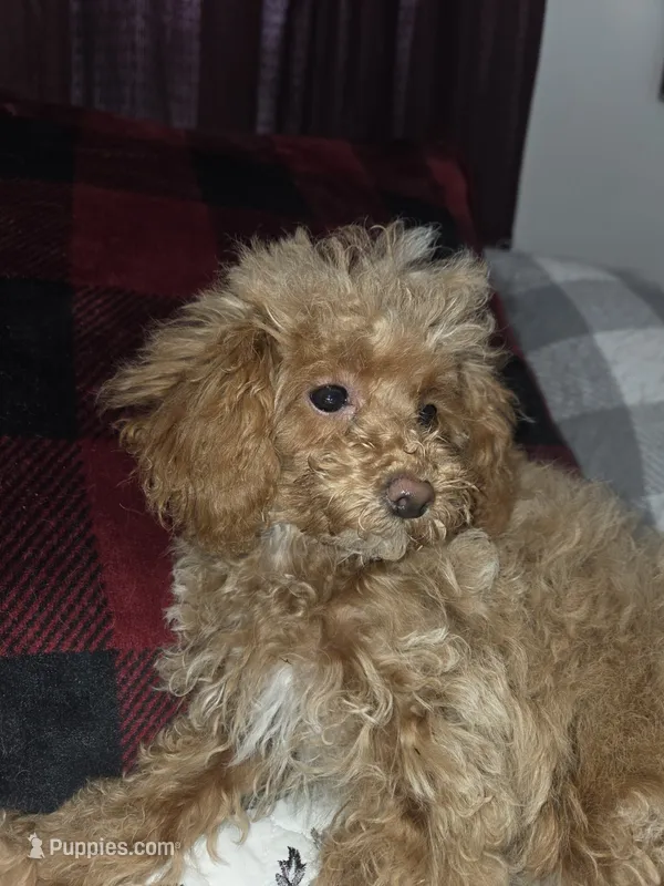 Beatrice tiny toy poodle akc female – Poodle - Toy  puppy on hold in Votaw, TX