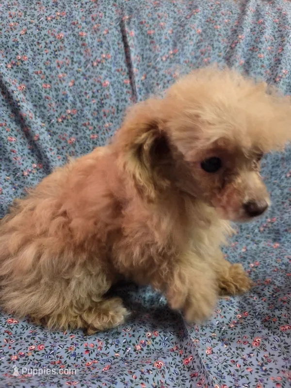 Beatrice tiny toy poodle akc female – Poodle - Toy  puppy for sale in Votaw, TX